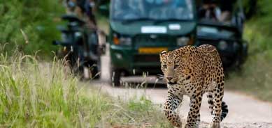 jhalna jeep safari